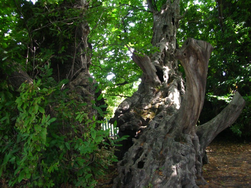 Castagni Sicilia